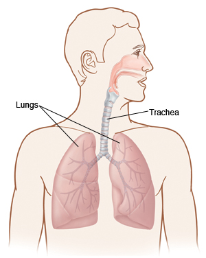 Front view of man showing lungs and trachea.