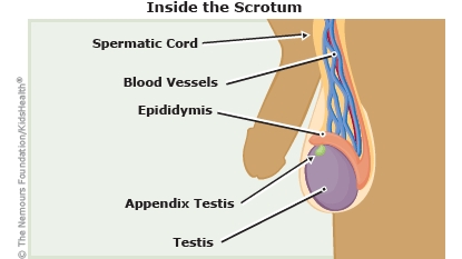 KidsHealth Image