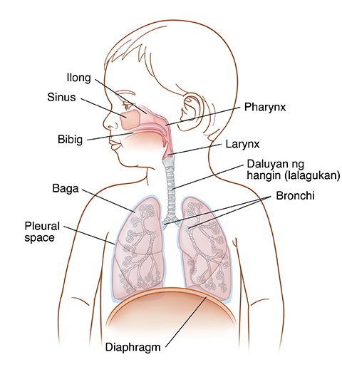 Harap na kuha ng bata na nakatagilid ang ulo na ipinakikita ang itaas at ibabang bahagi ng sistema ng palahingahan.