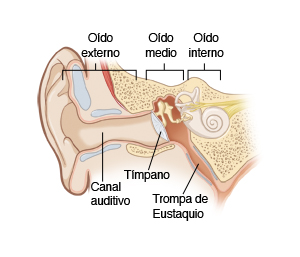 Ilustración de un canal auditivo, con la etiqueta: oído esterno, oído medio, oído interno, canal auditivo, tímpano, y trompa eustaquio.