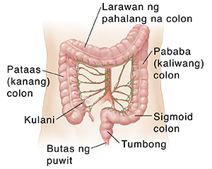 Balangkas ng tiyan ng adulto na ipinakikita ang mga arterya at mga kulani ng colon.