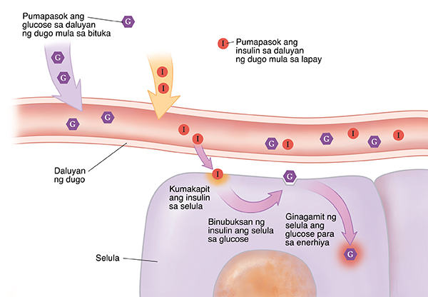 Closeup cross section ng daluyan ng dugo na malapit sa mga selula na may insulin at glucose na pumapasok sa daloy ng dugo. Kumakapit ang insulin sa selula. Pumapasok ang glucose sa selula at ginagamit para sa enerhiya.