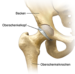 Vorderansicht des Hüftgelenks.