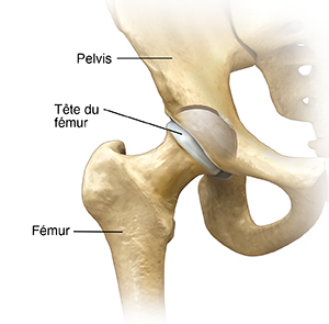 Vue antérieure de l'articulation de la hanche.